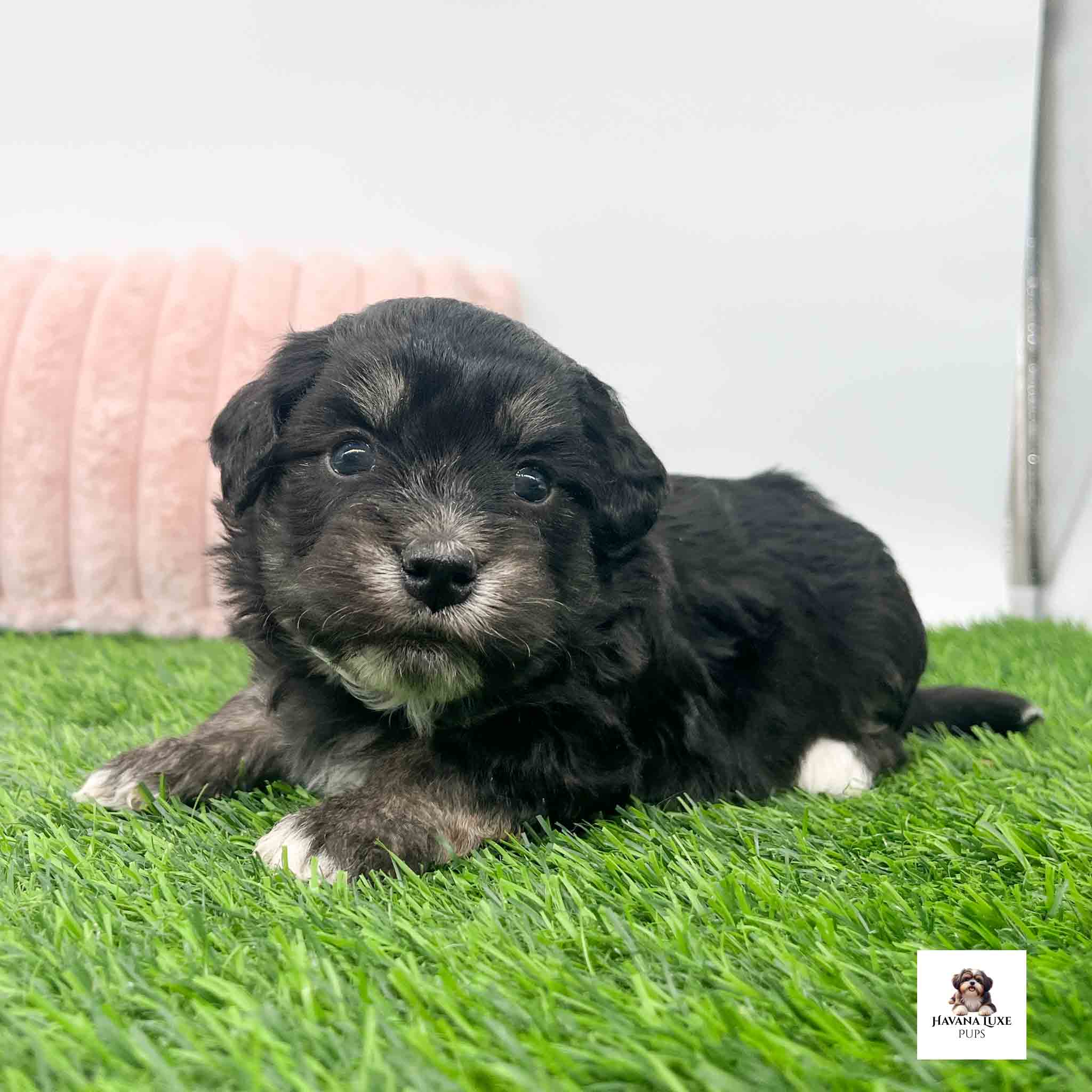 Sweet Havanese puppy gazes gently across soft green grass