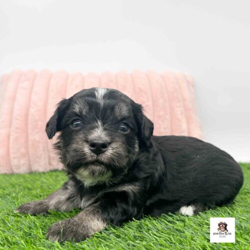 An adorable Black Havanese with brownish markings