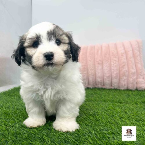 An adorable Havanese Pup showing off his cute Black nose