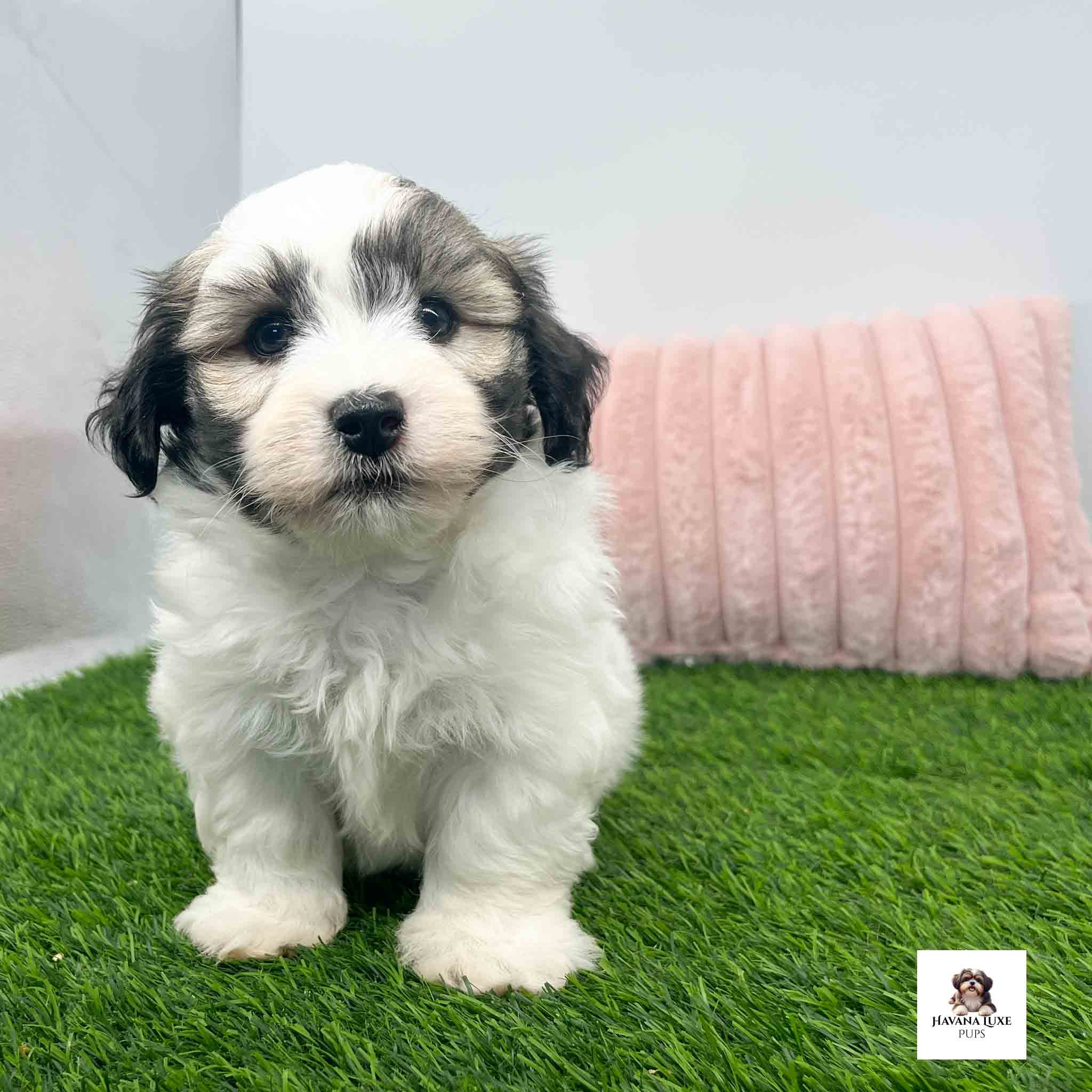 An adorable Havanese Pup showing off his cute Black nose