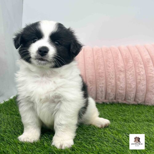 This Black~White Havanese pup is showing off his cute little personality