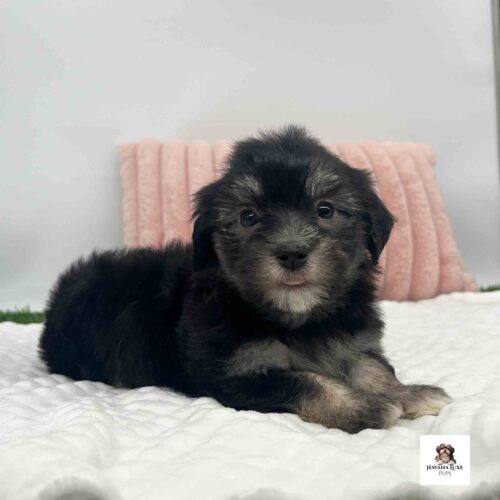 A Black Havanese with Tan points above his eyes