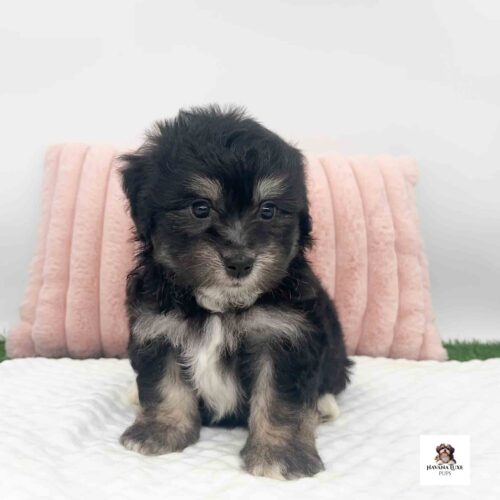 Aww this Havanese is showing off his white chest