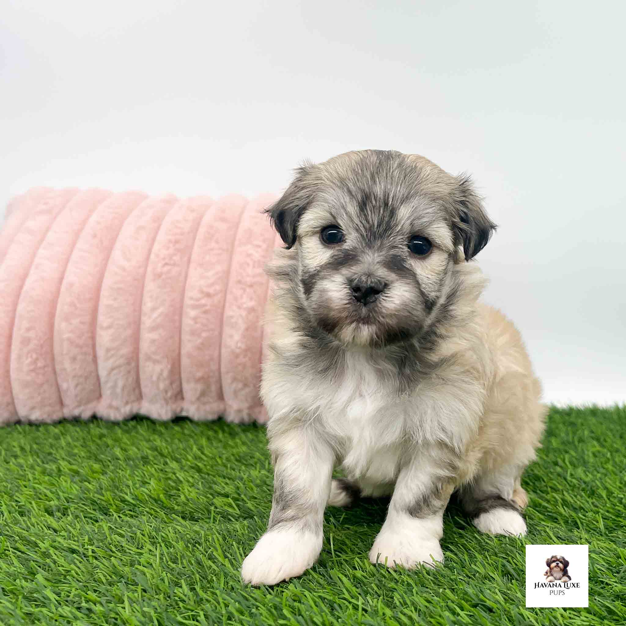 An adorable Havanese Girl patiently waiting for snuggles