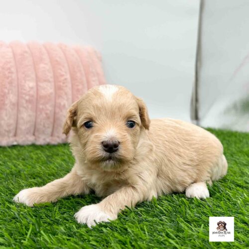 An adorable Apricot colored Havapoo laying on the grass