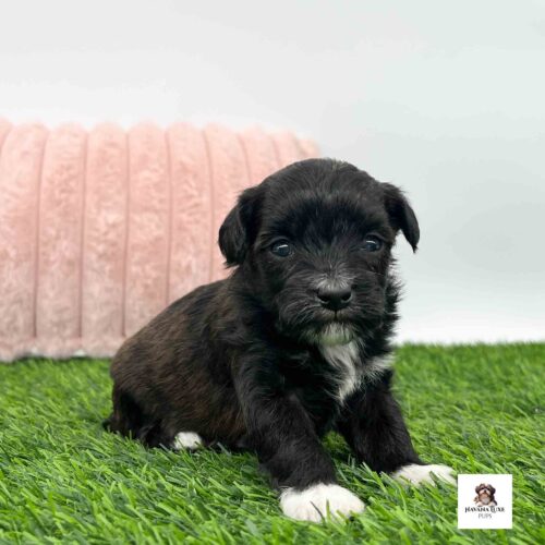 A sweet little Havanese Girl showing off her cute little markings