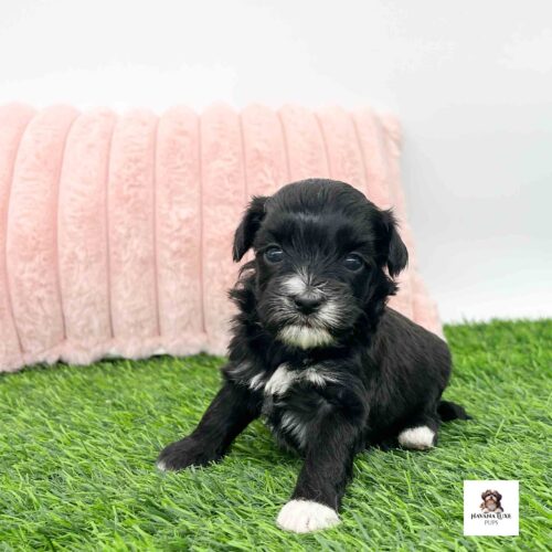 Look at this adorable little Havapoo pup sitting on the grass