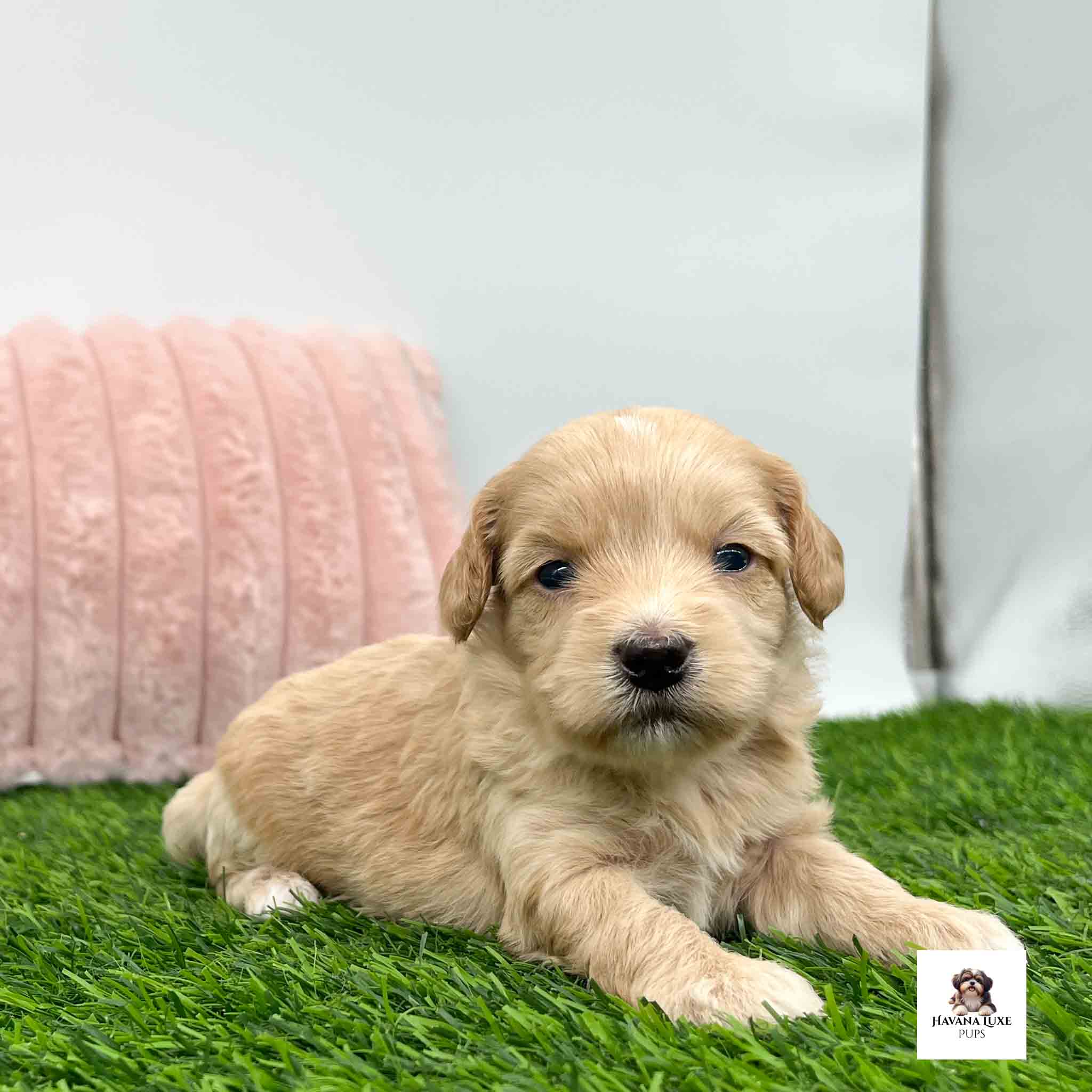 Sweet cream puppy lounging beside soft pink pillow