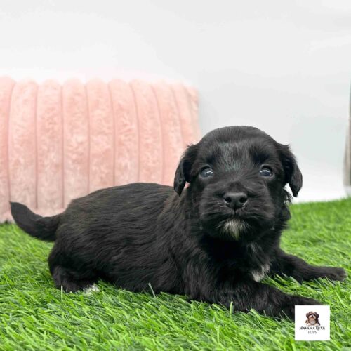 Little Havapoo puppy stealing hearts with sweetnes