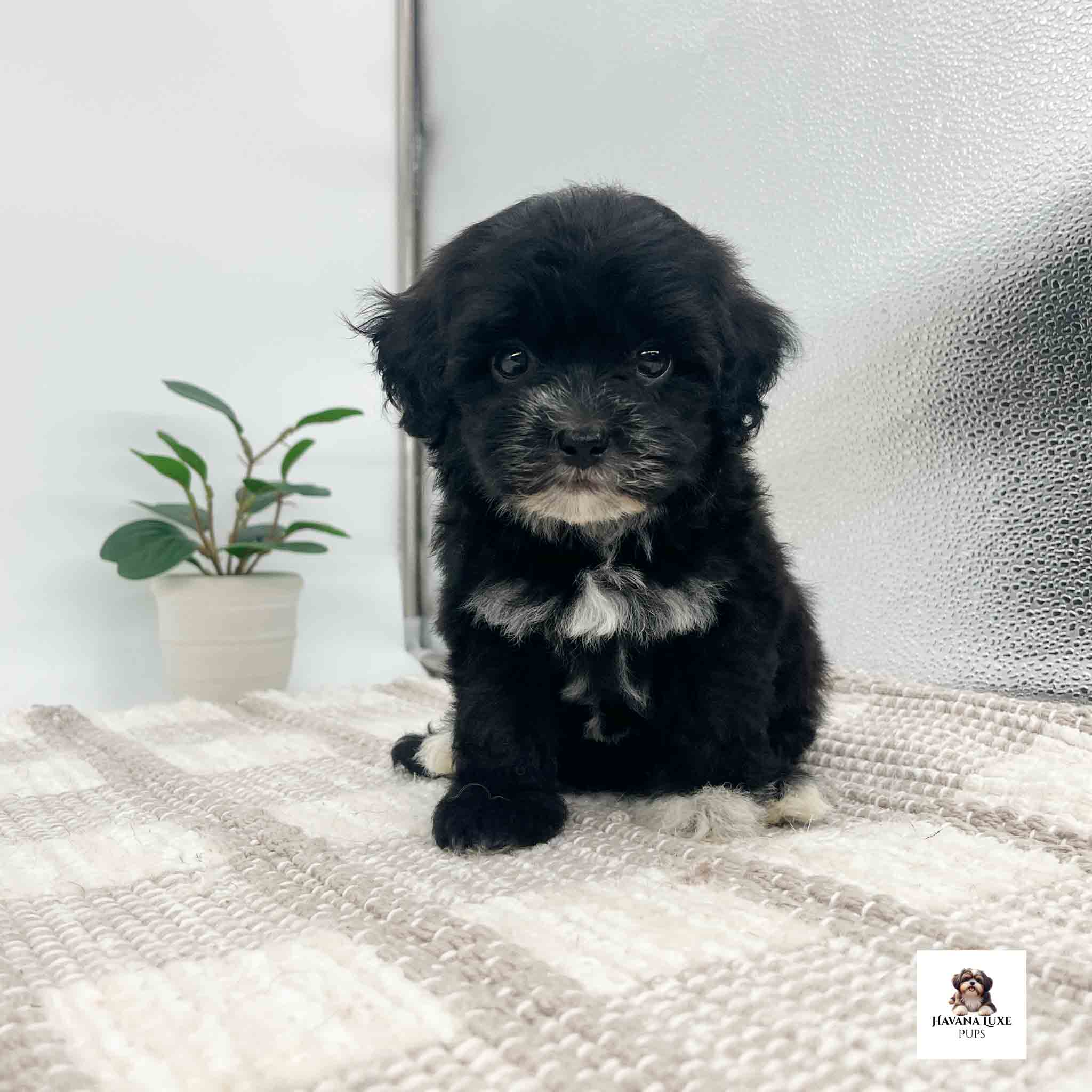 Aww look at this adorable little pup not sure what is happening