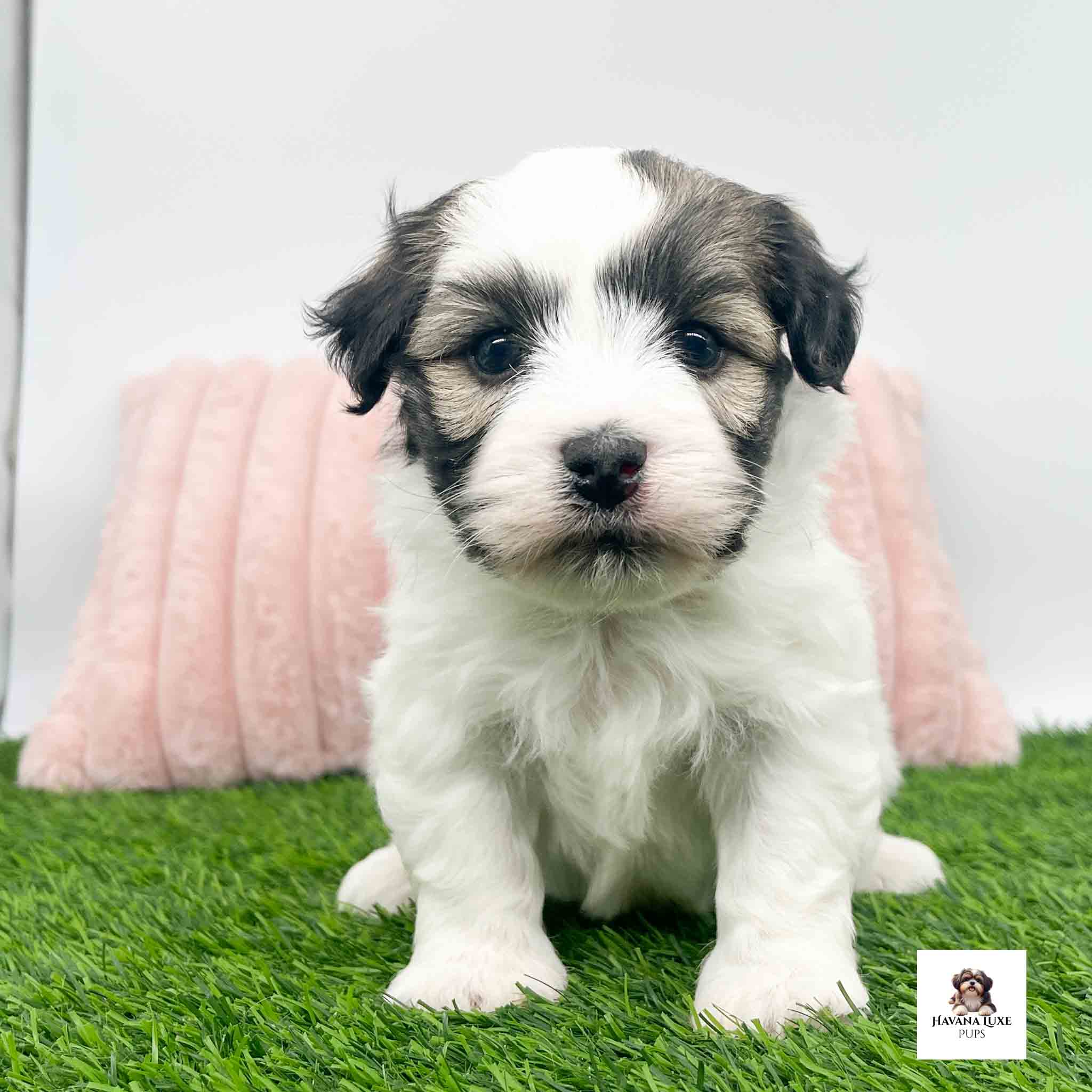a Havanese pup sitting on the green grass with an pink pillow