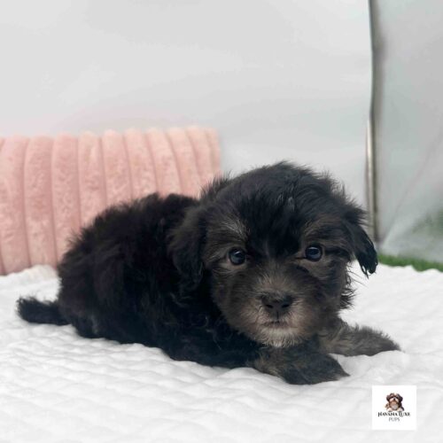 Aww this Havanese pup is snuggling with his blanket and pillow