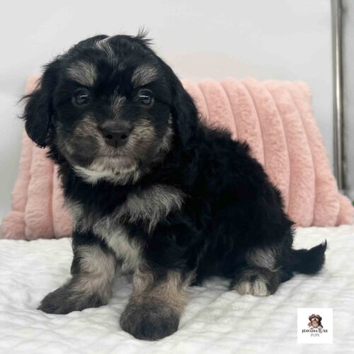 Such An Handsome Havanese pup waiting for snuggles