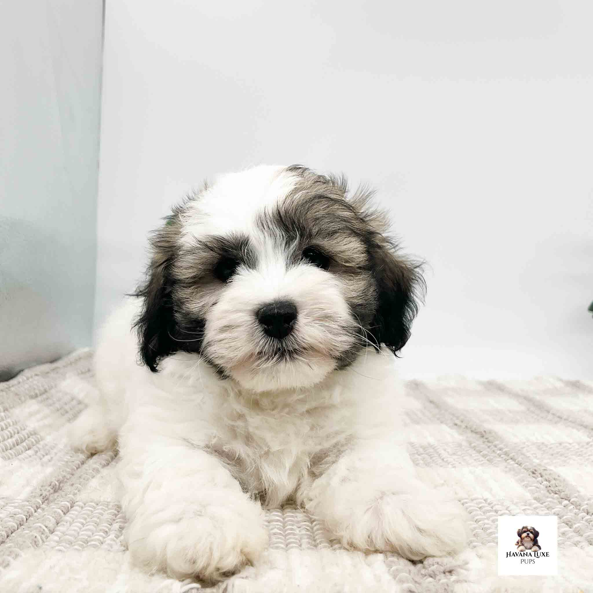 Aww look at this adorable Havanese showing off his cute black nose