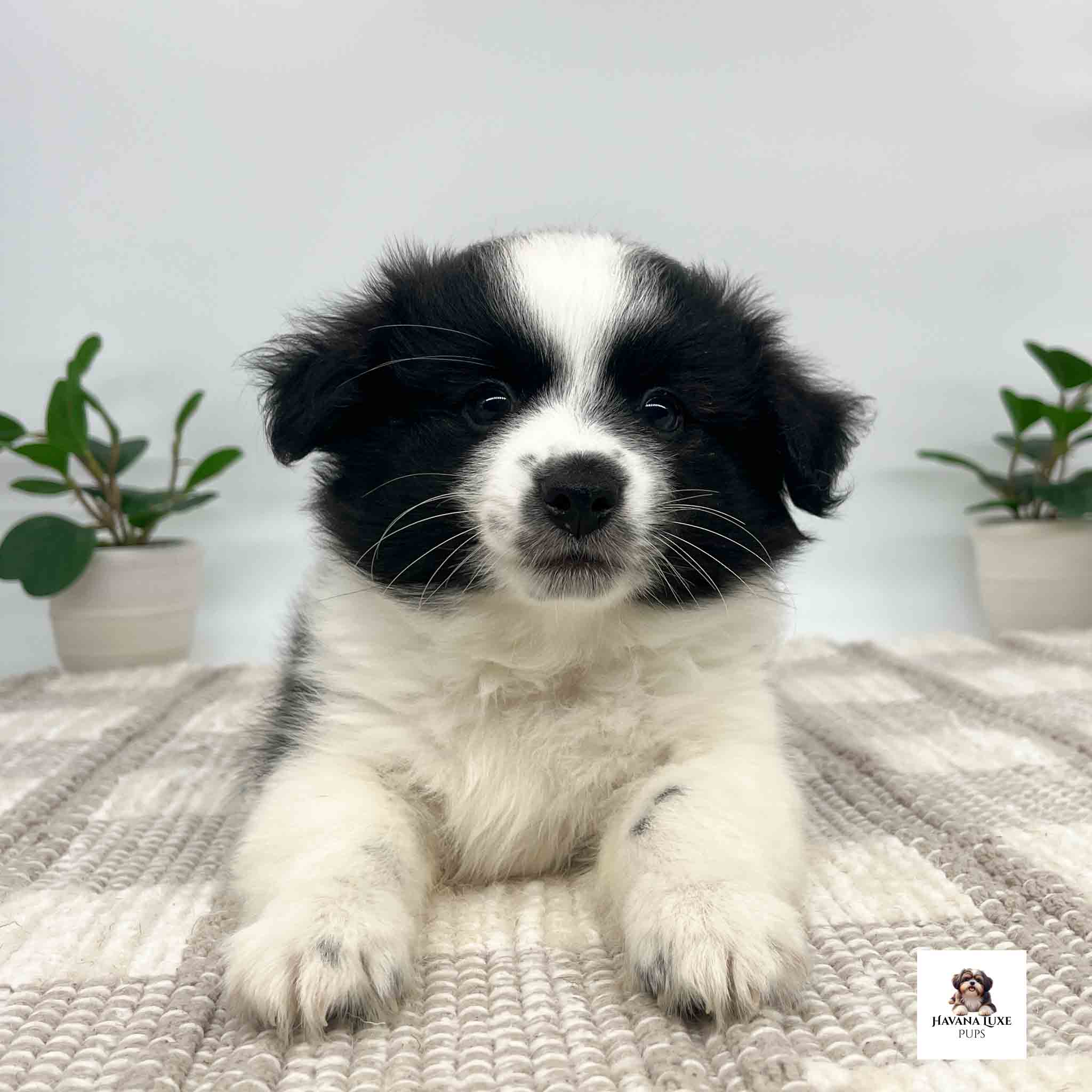 Such a cute little Havanese pup laying there with his nose up in the air