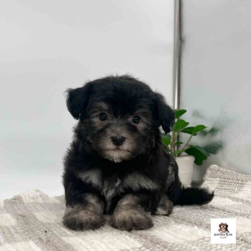 An Havanese pup waiting for playtime meantime showing off his cute black nose