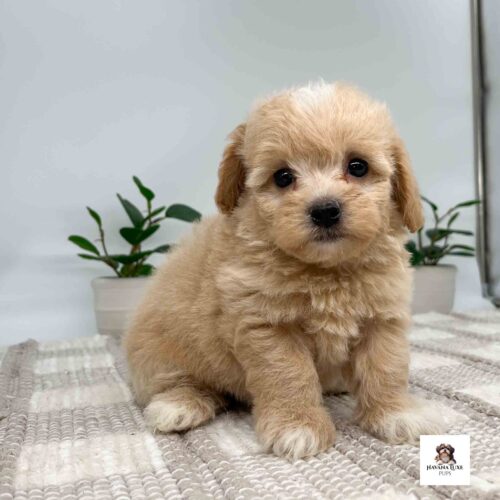 This pup has such cute begging eyes with an adorable little black nose