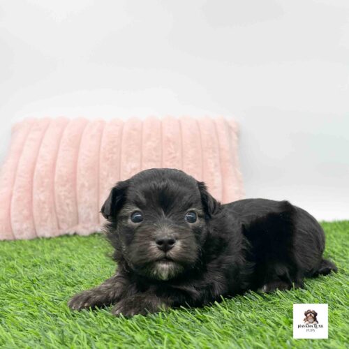 Sweet Havanese cuddler relaxing comfortably on soft grass