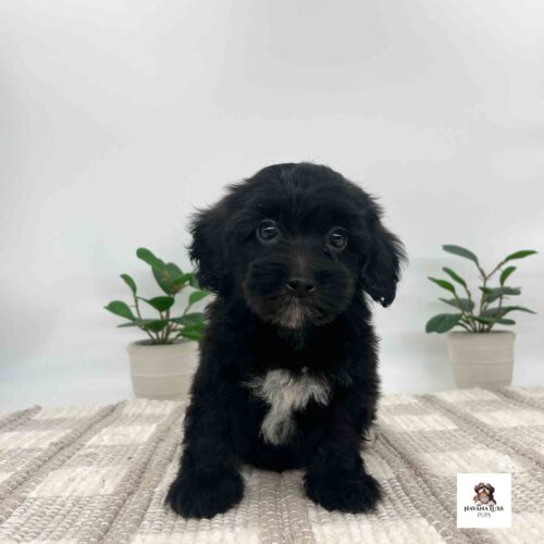 look at his sweet begging eyes sitting on the carpet with green plants