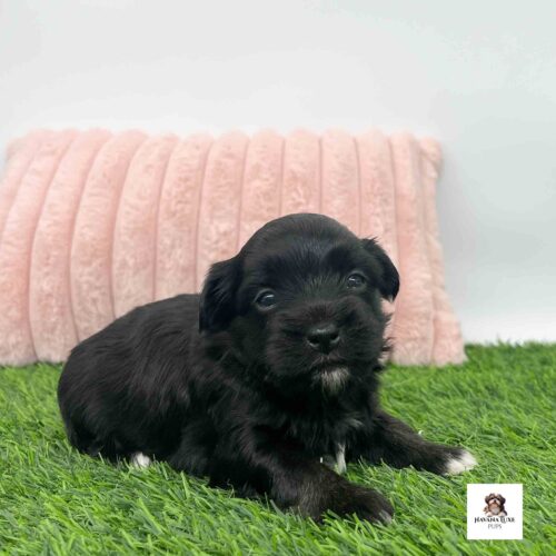 An bright~eye, button~nose, Havanese pup waiting for snuggles