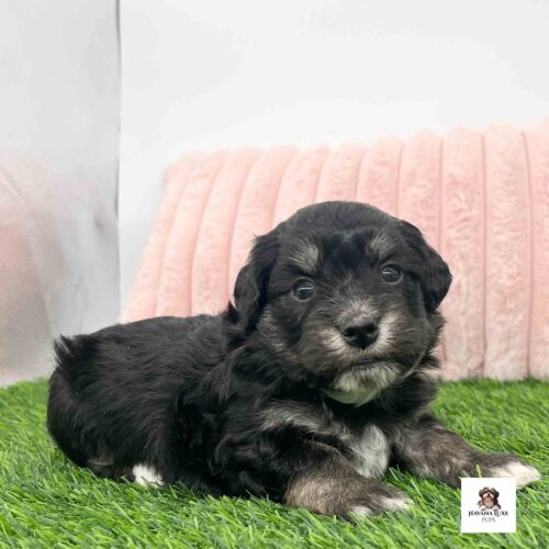 Bright~eyed Havanese sweetheart posing near a soft pillow