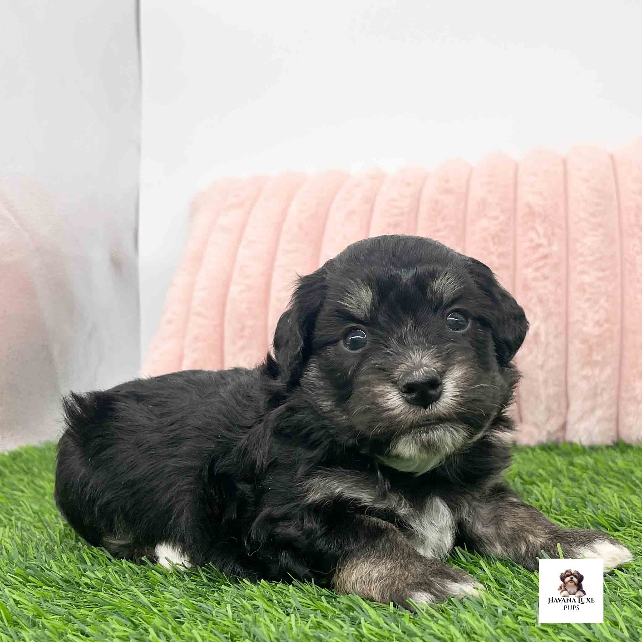Bright~eyed Havanese sweetheart posing near a soft pillow