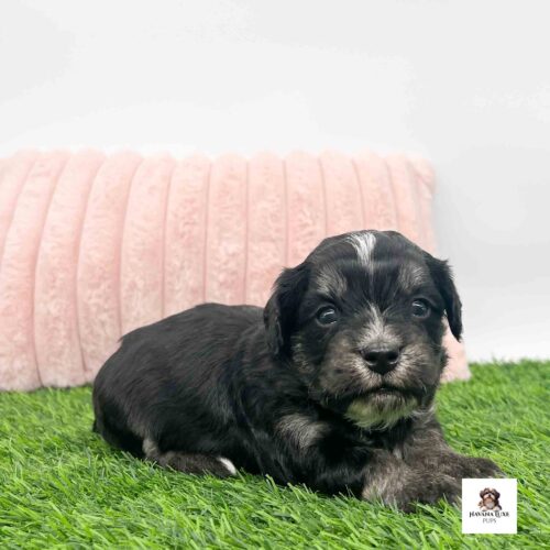 A sweet handsome puppy laying on the grass showing off his cute little face