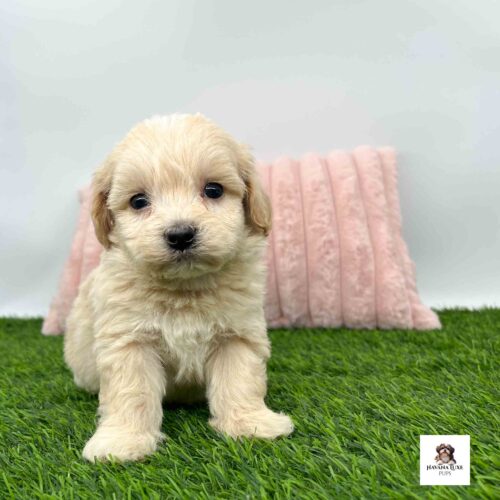 Look At this adorable little Havapoo puppy sitting on the green grass