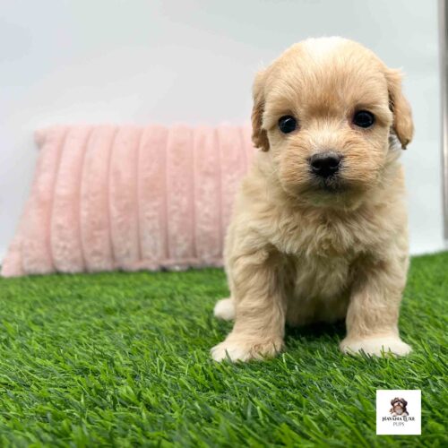 Aww look at his adorable little black nose Sitting on the grass