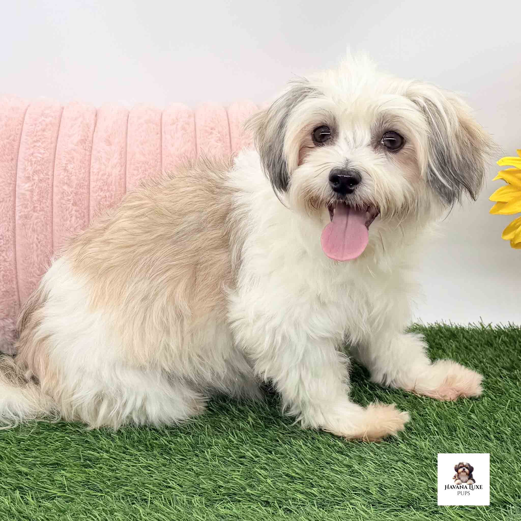 Adult female Havanese sitting on the grass