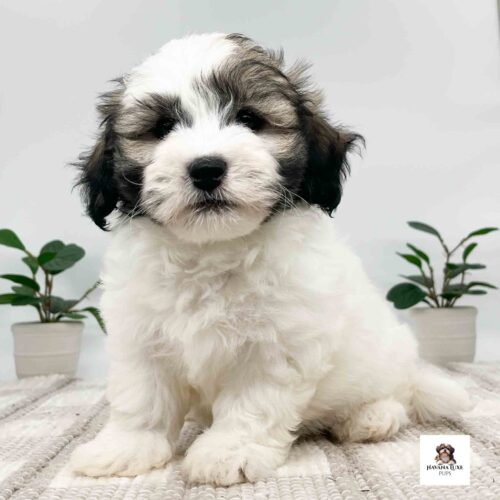 A white Havanese with Black~ Tan markings showing off his adorable attitude