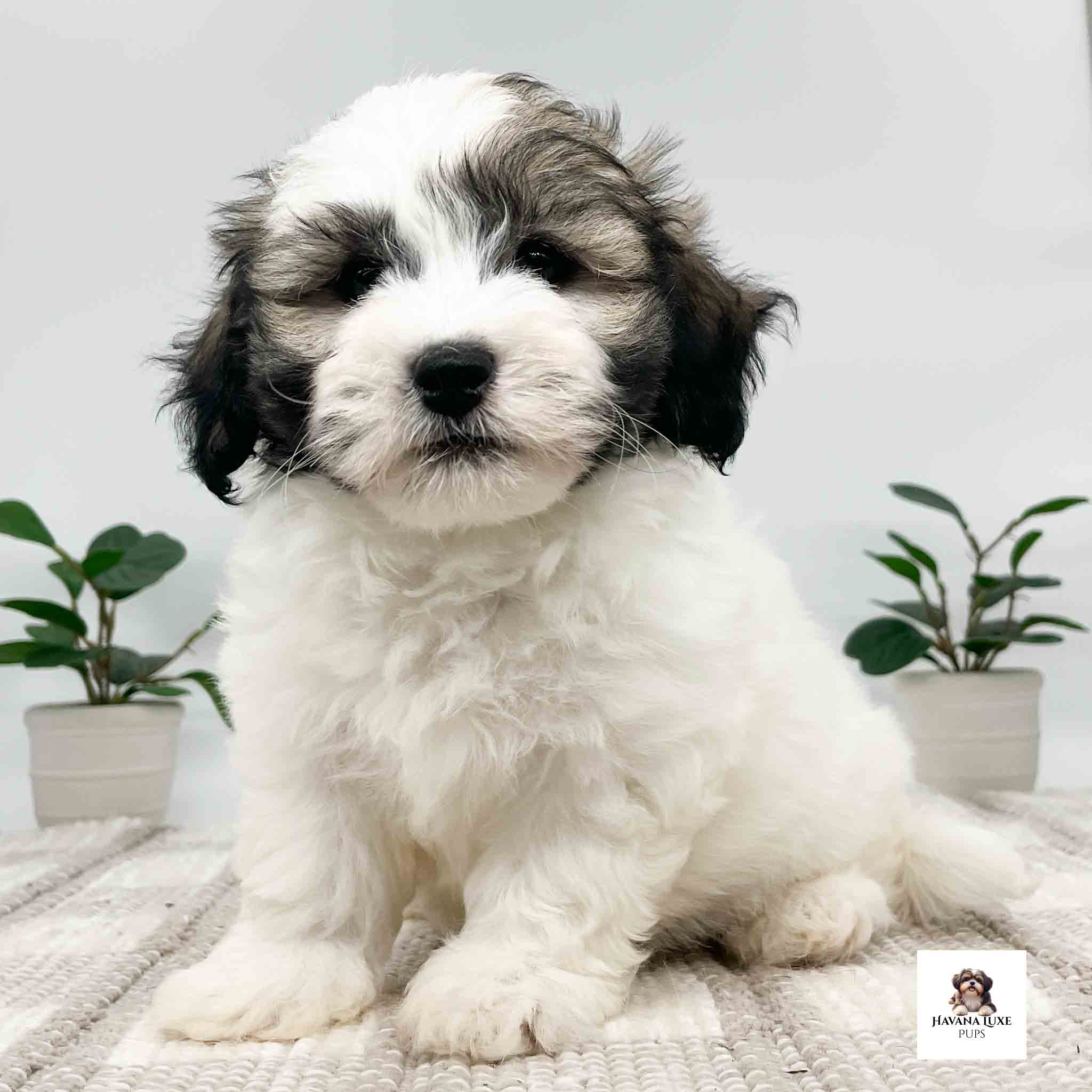 A white Havanese with Black~ Tan markings showing off his adorable attitude