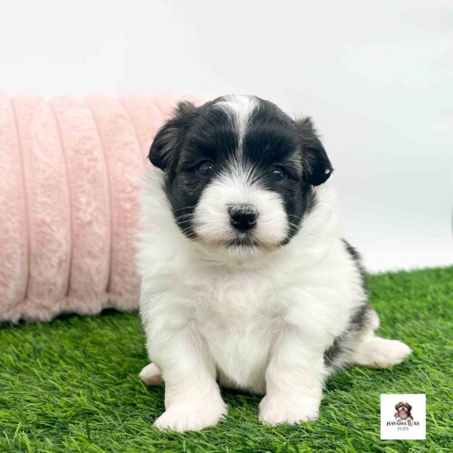 A white Havanese with Brindle ~black markings with a pink pillow in the back ground
