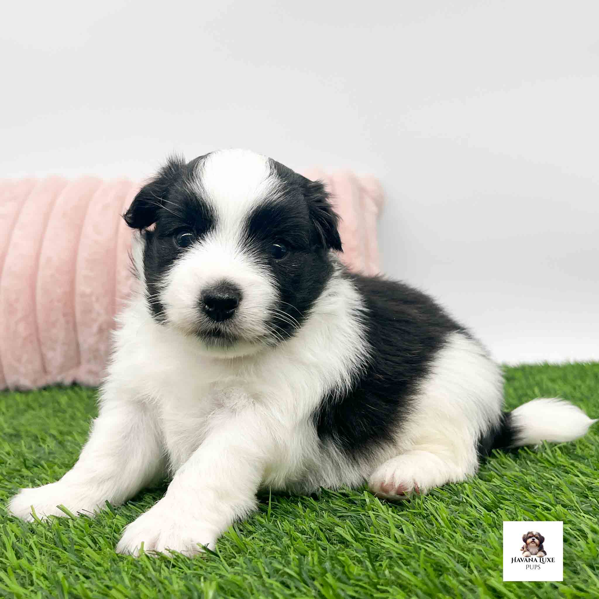 Cute black~white puppy sits beside soft pink pillow