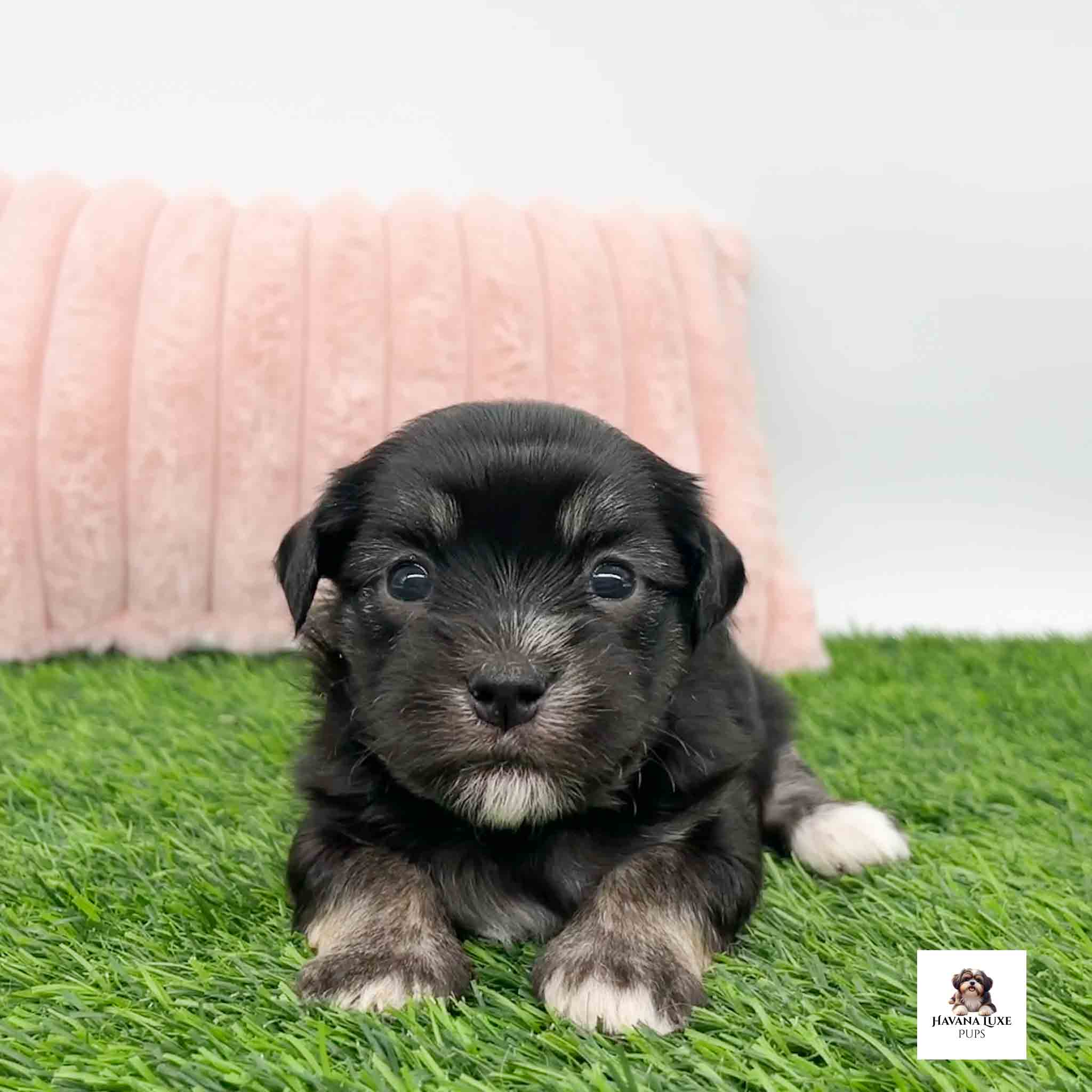A snuggly little pup laying on the green grass