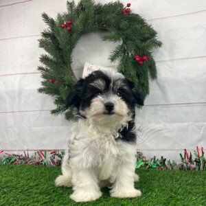 Black and white Havapoo puppy sitting outside