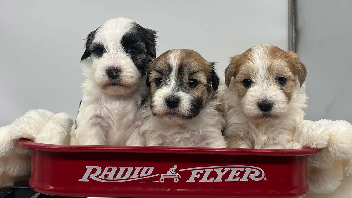 Three Puppies sitting in a red cart