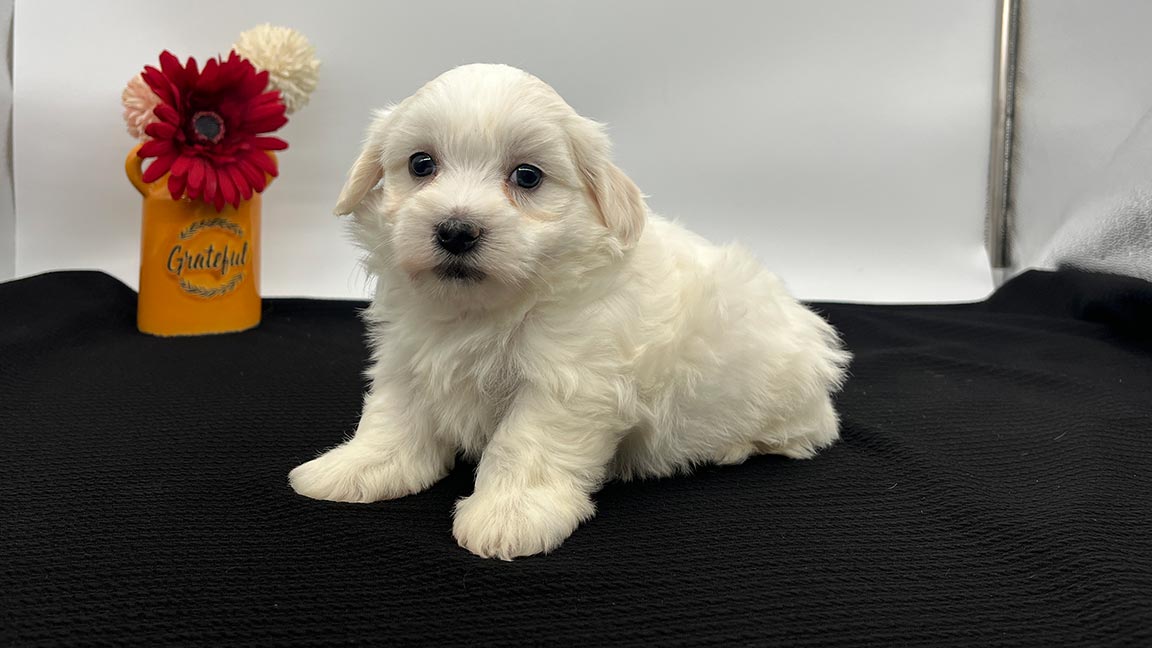 White Havanese puppy for sale whose parents have been through health testing