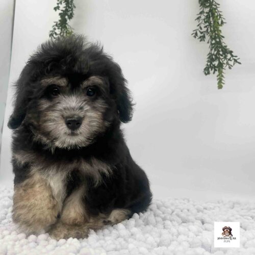 A black Havanese with perfectly brown and white markings