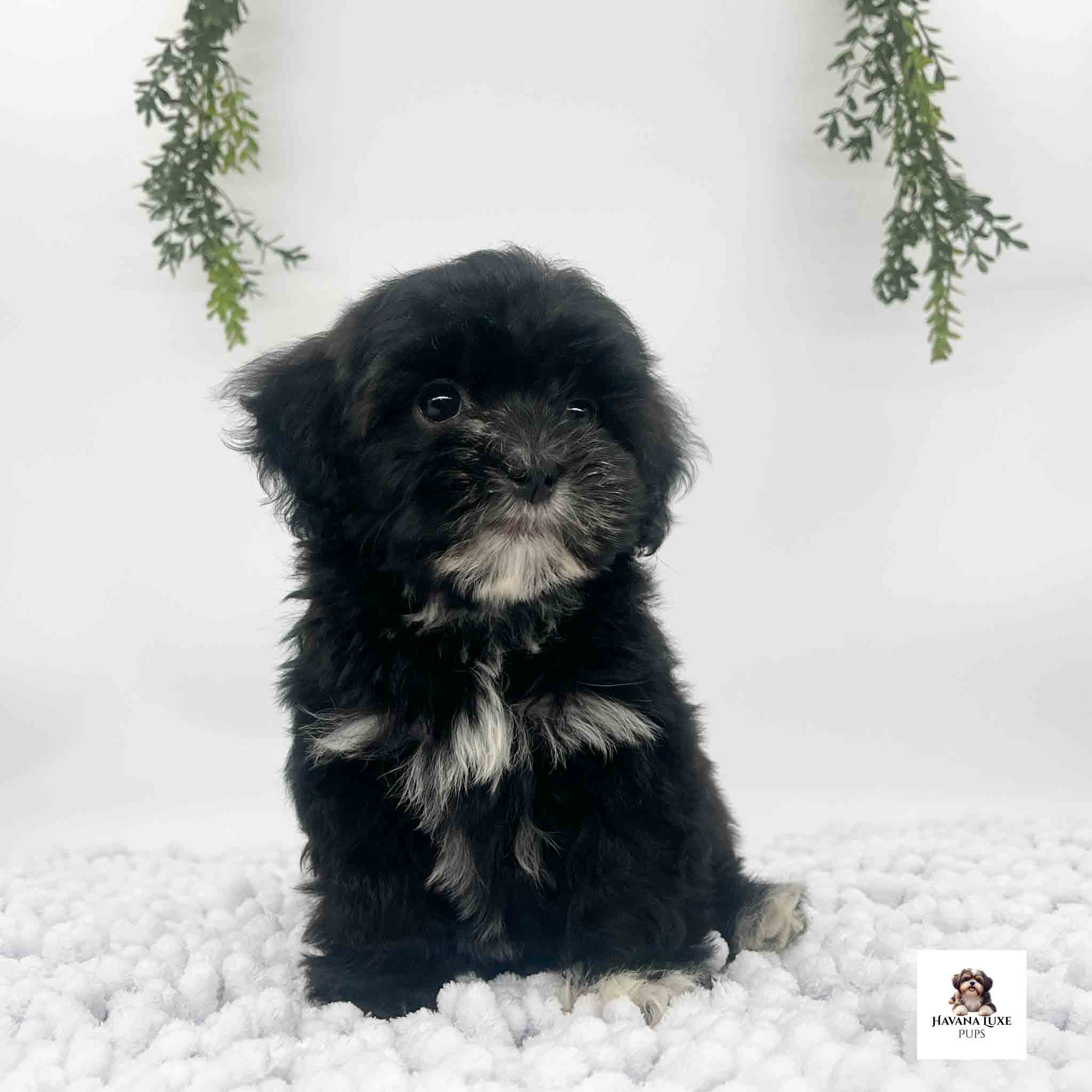 A Havapoo pup sitting on the white carpet