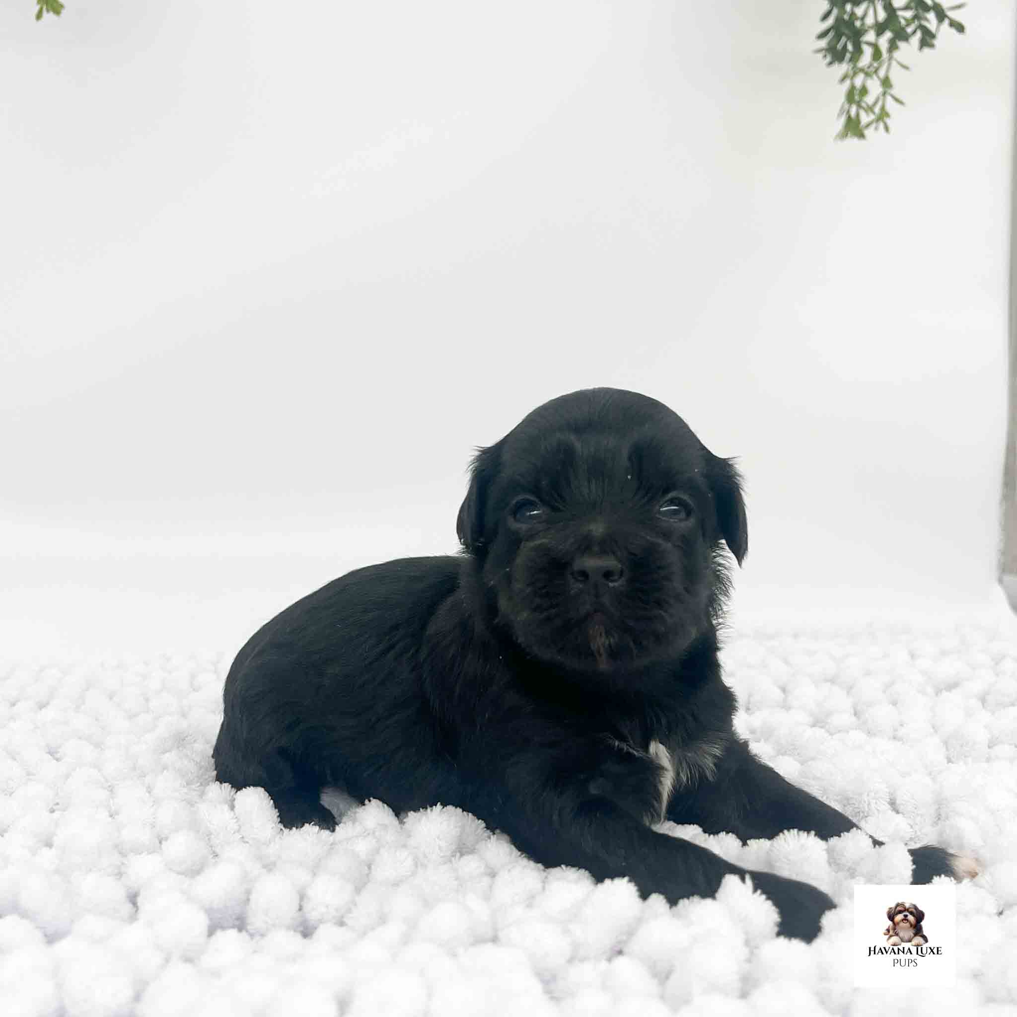 AN Black Havapoo with cute begging eyes