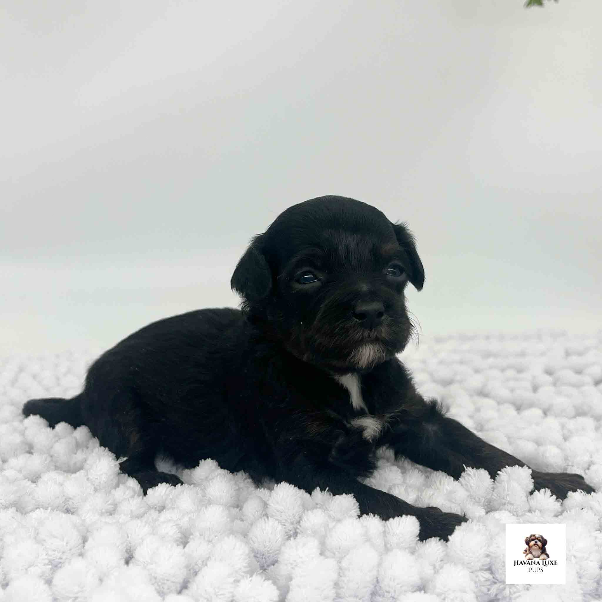 This cute pup showing off his white strip in the front