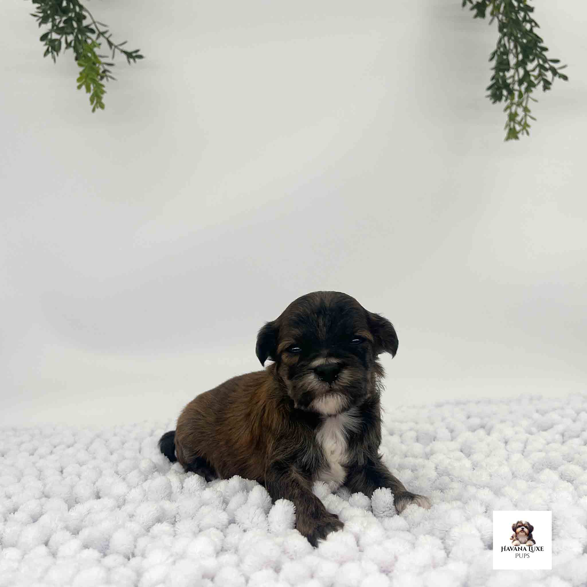 A Black~Brindle colored Havapoo with white markings laying on the white carpet