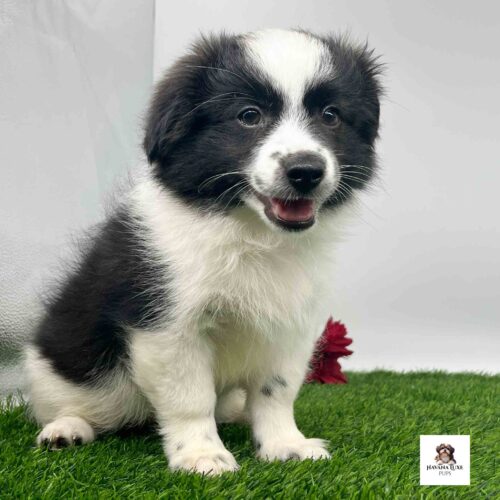 A black white pup sitting on the grass with red flowers