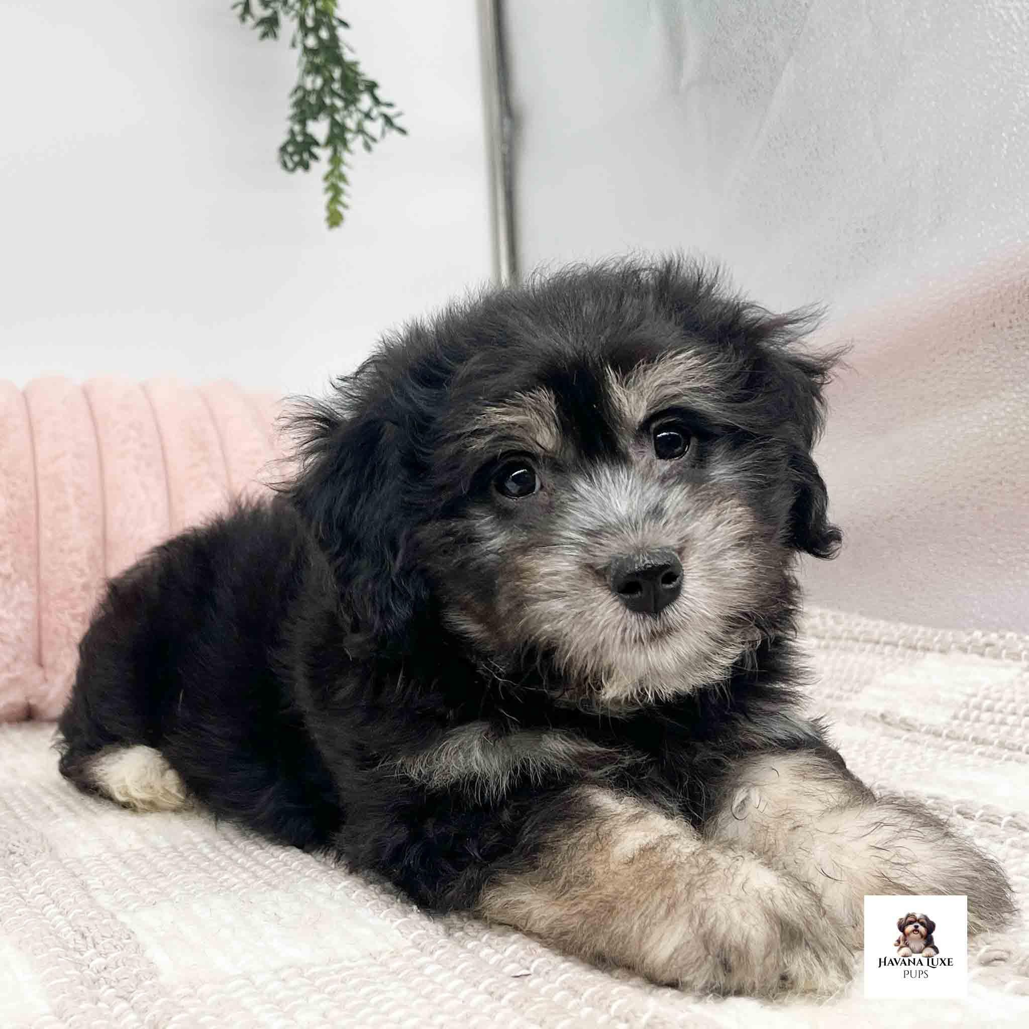 A Black Havanese pup with Tan markings is adorable
