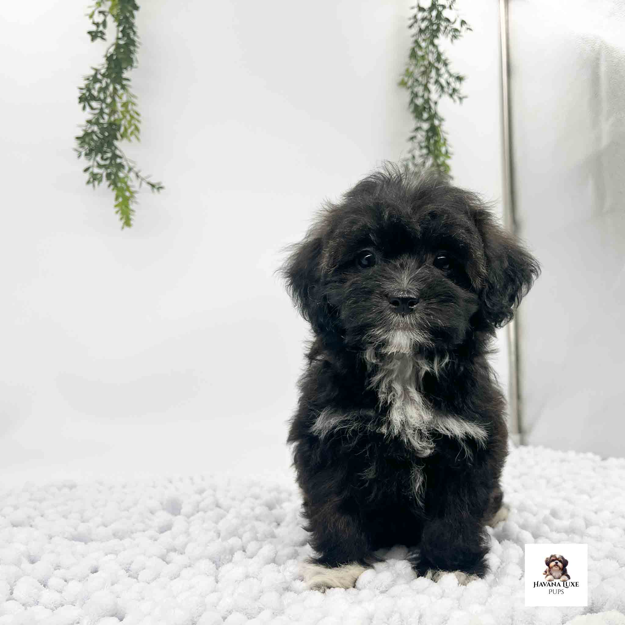 A Black Havapoo with white markings sitting there waiting for some friends
