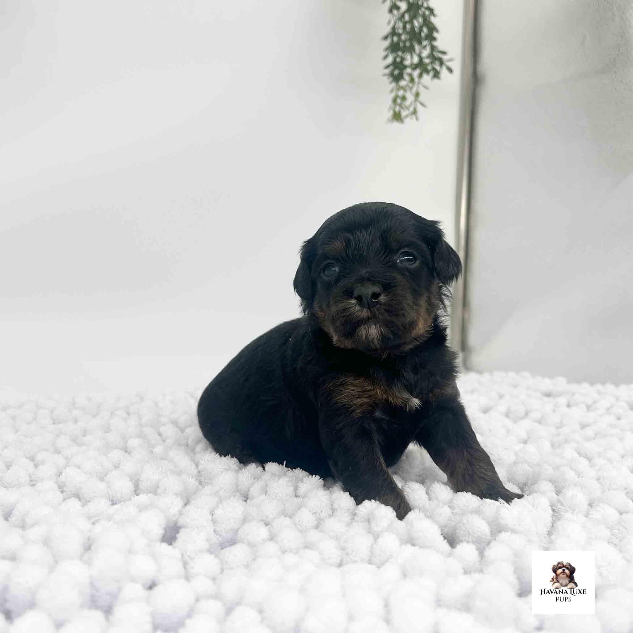 Aww look at this unique little puppy