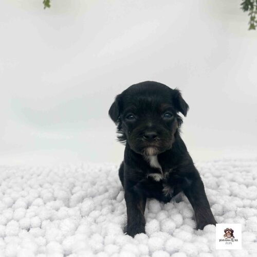 A black Havapoo pup sitting there so cute like