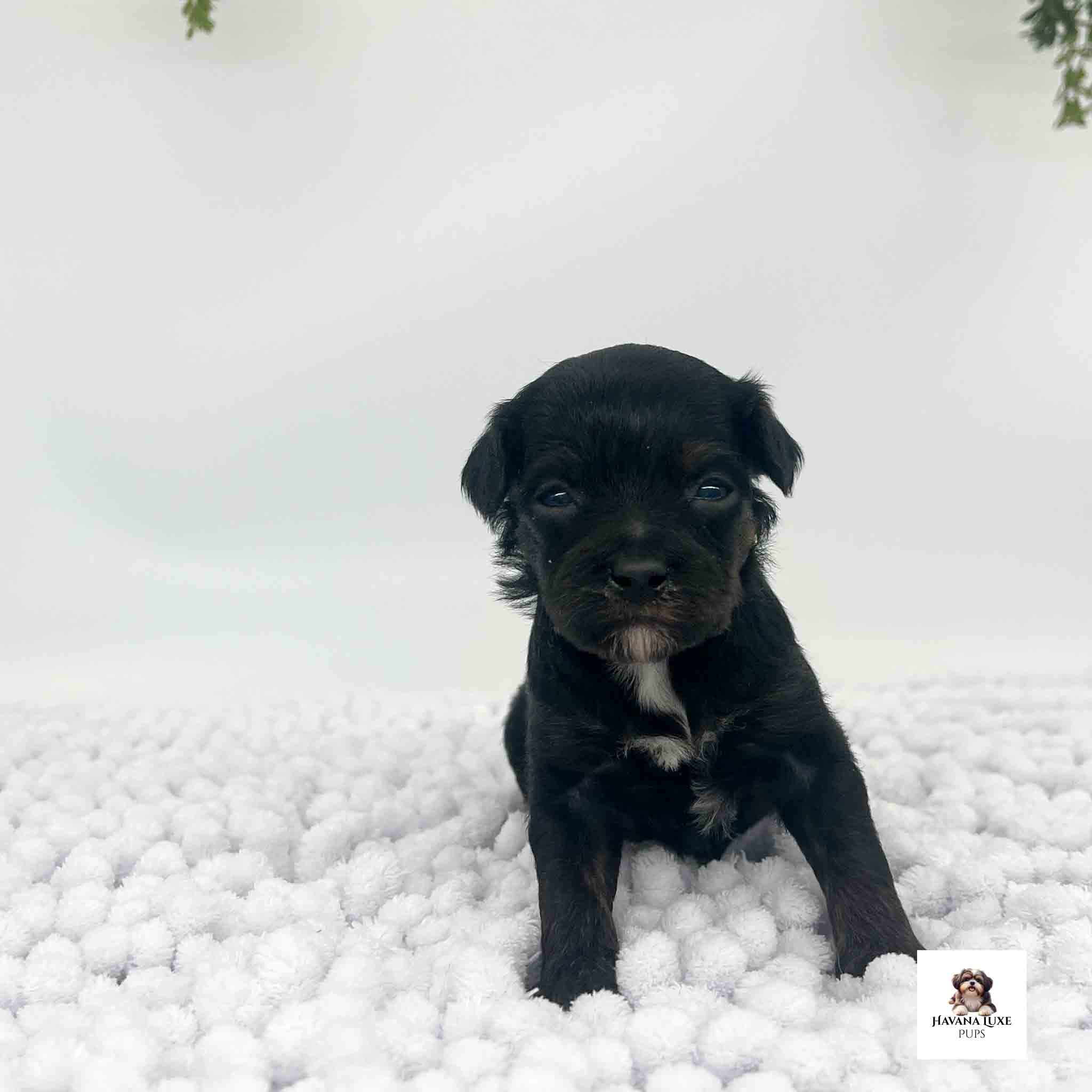 A black Havapoo pup sitting there so cute like