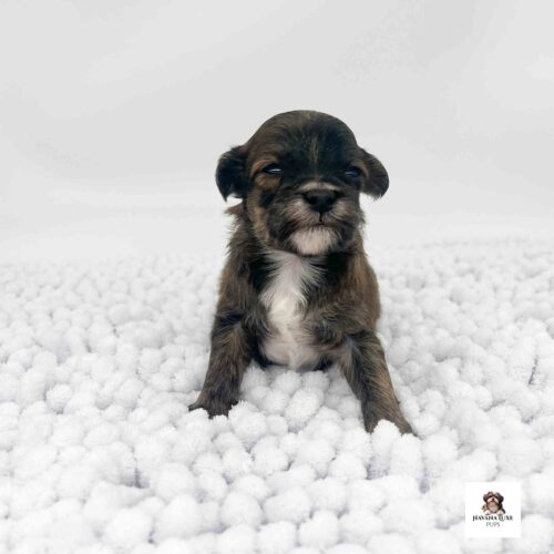 An Havapoo pup sticking his little nose in the air